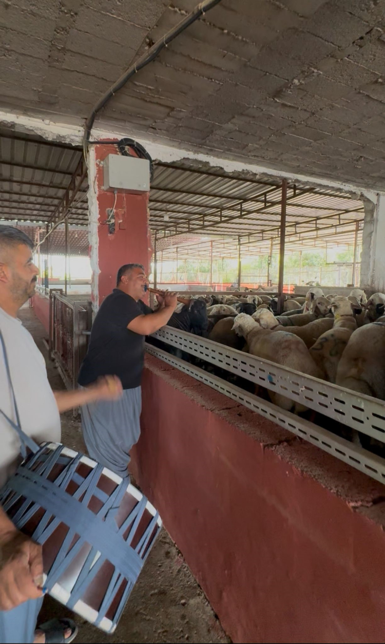 Tarsus’ta kurbanlıklara moral konseri! Davul zurna eşliğinde ilginç etkinlik 2