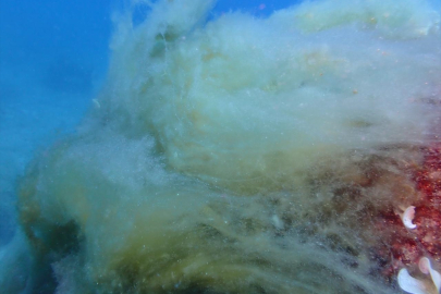 Akademisyenler uyardı: Mersin Körfezi'nde dip müsilajı belgelendi, "Durum iyi değil"