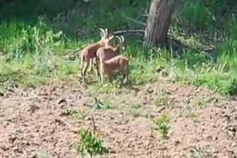Çiftçinin yaban keçileriyle diyaloğu gülümsetti: Taşa çıkın kızlar