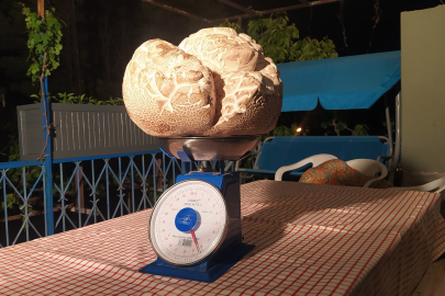 Sivas’ta  9 kiloluk mantar bulundu