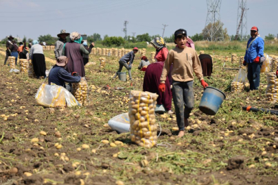 Adana’da erkenci patates hasadı başladı, fiyatlar dibe vurdu!