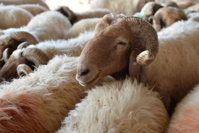 Bayram dolayısıyla 3 milyonun üzerinde kurbanlık satıldı