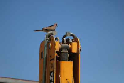 Hatay’da merhamet dersi: Kepçesini 27 gün çalıştırmadı, kumruların uçuşunu bekledi