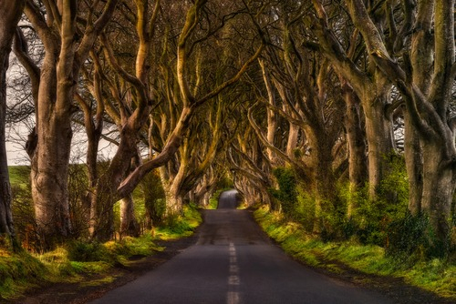 The Dark Hedges – İrlanda