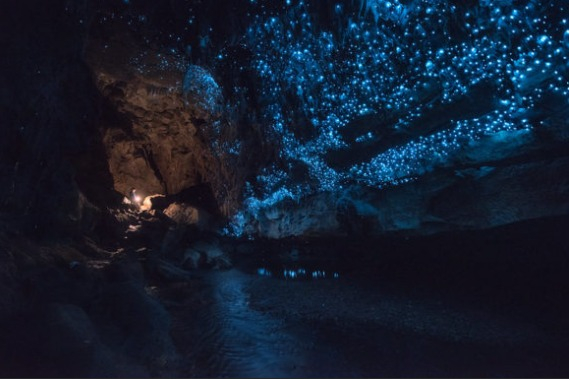 Glowworm Mağaraları – Yeni Zelanda: Yer Altındaki Yıldız Denizi!