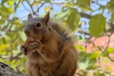 Osmaniye’de sevimli sincap bayram kömbesi yerken görüntülendi