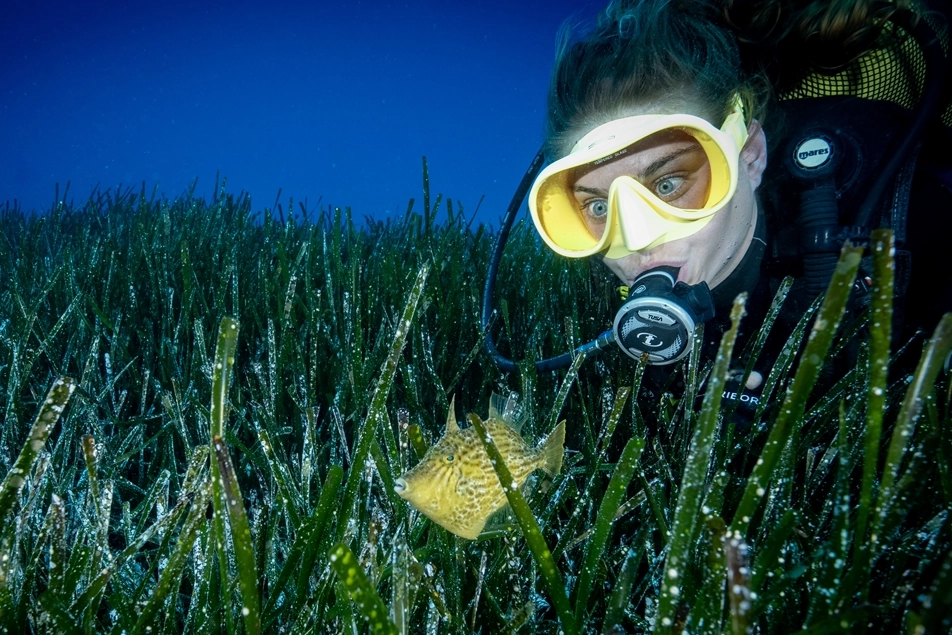 Akdeniz'in Akciğerleri Kaş Açıklarında Görüntülendi