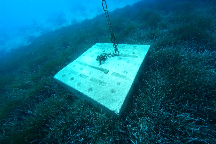 Posidonya Çayırları Hakkında Bilgi