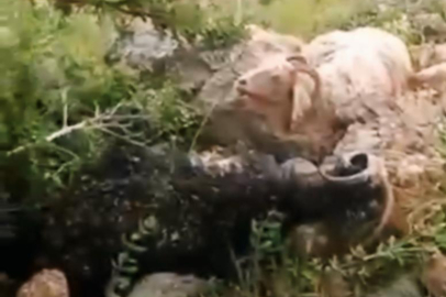 Yüksekova’da yıldırım dehşeti: 8 koyun telef oldu, çoban yaralandı