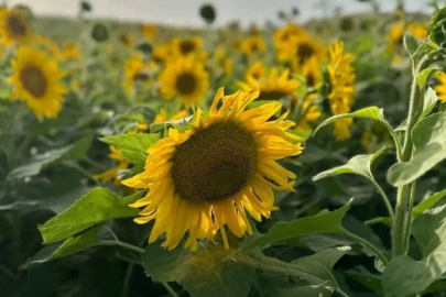 Adana’da Ayçiçek tarlaları görsel şölen sunuyor