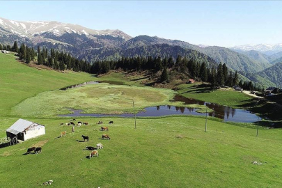 Trabzon’da görülmesi gereken yaylalar hangileridir? Yeşile doyacağınız oksijen deposu yaylalar