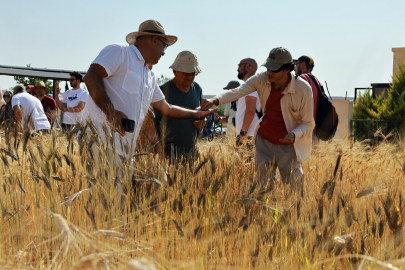 Buğdayın izi Şanlıurfa'da sürülüyor