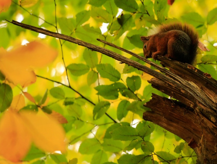 YEDİGÖLLER MİLLİ PARKI'NA NASIL GİDİLİR?