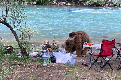 Munzur Vadisi’nde piknik sofrasına anne ayı ve yavruları konuk oldu