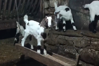 Oğlağın ahırda salıncak keyfi sosyal medyada gündem oldu