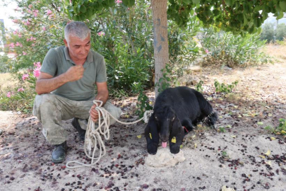 Adana’da bayramda kaçan kurbanlık keçi 10 gün sonra yakalandı