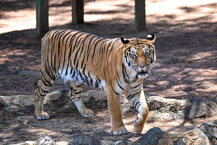 Gaziantep Doğal Yaşam Parkı: 7.500 Hayvan, 350 Tür, 1 Milyon Metrekarelik Dev Tabiat Cenneti
