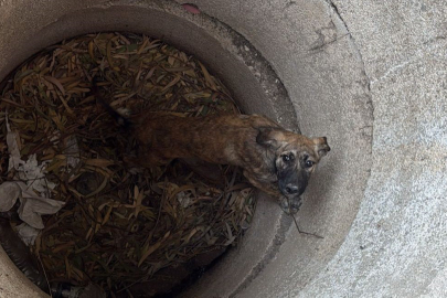 Hatay'da yürekleri ısıtan operasyon: 3 metrelik kuyuya düşen yavru köpeği itfaiye kurtardı