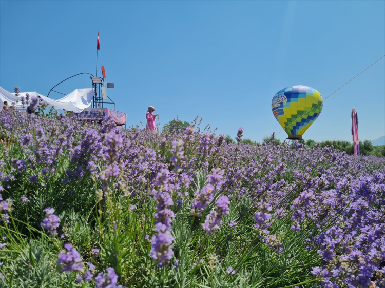 Osmaniye Kadirli’de 4. Lavanta ve Zeytin Çiçeği Festivali renkli görüntülere sahne oldu 3