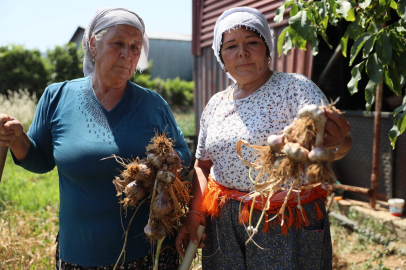 Coğrafi işaretli Ula Sarımsağı üreticilerden tam not aldı