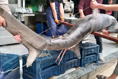 Mersin Valiliği'nden köpek balığı açıklaması: Derin sularda yakalandılar, insanlara saldırmazlar