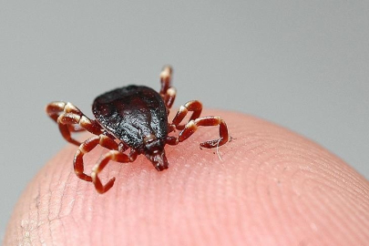 Sivas’ta KKKA can almaya devam ediyor