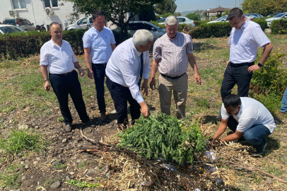 Kenevir tarlaları kurutuluyor, ele geçirilenler yakılarak imha ediliyor