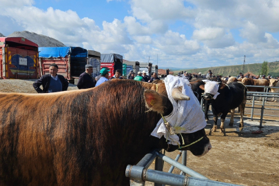 Yozgat’taki canlı hayvan pazarları şap hastalığı nedeniyle kapatıldı