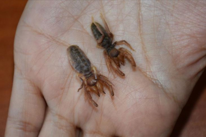 Elazığ'da panik! Sarıkız örümceği görüntülendi: İşte örümcek ısırığı, belirtileri ve tedavisi