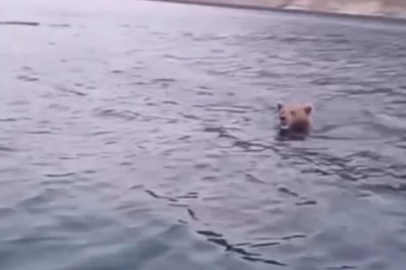 Sinop’ta barajda yüzen ayı vatandaşları hem şaşırttı hem gülümsetti