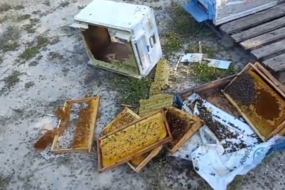 Bolu’da ayı kovanlara saldırdı: Ayımız medeniymiş