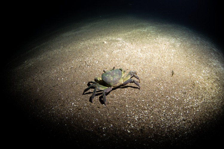 Yengeçten Kurbağaya Canlı Cenneti