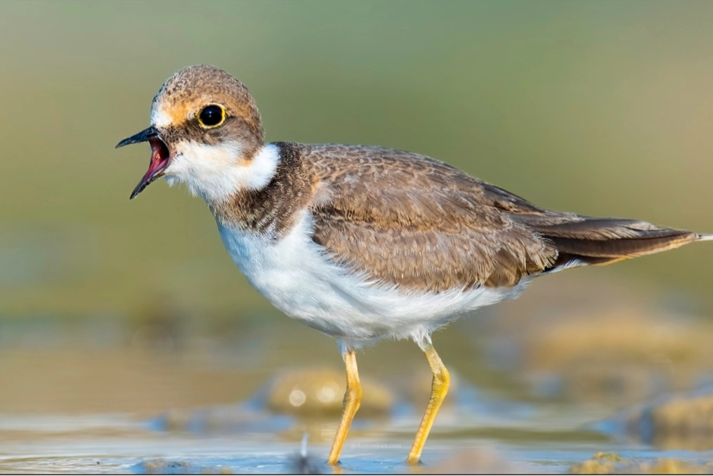 Antalya'da 220 kuş türü gözlemlendi