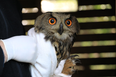 Nesli tehlikede olan puhu kuşu tedavi olduktan sonra doğaya salındı