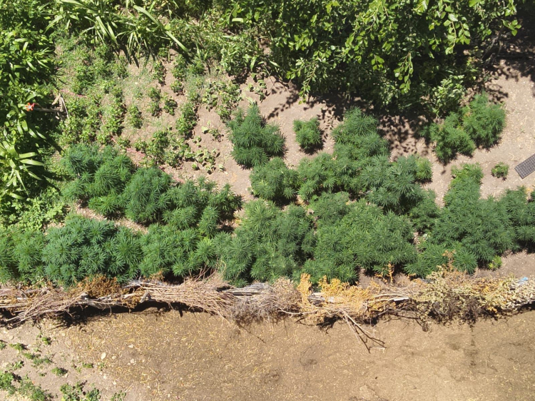 Osmaniye’de kenevir operasyonu 50 kök kenevir bitkisi ele geçirildi 2
