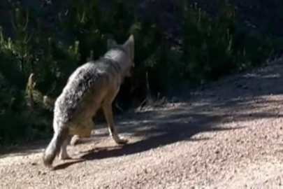 Vaşak ve yaralı kurt Çankırı ormanlarında görüntülendi