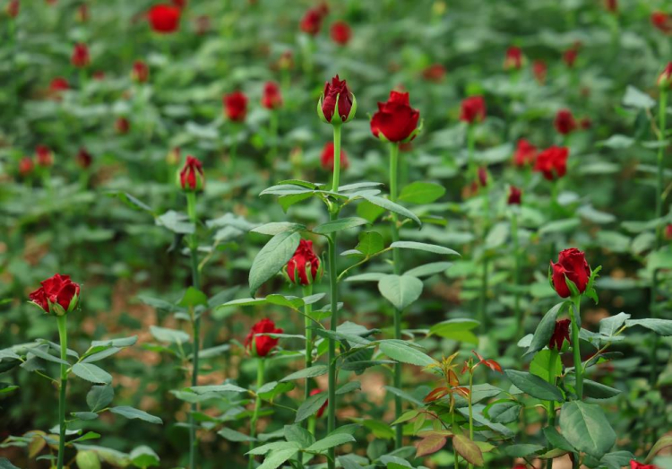 Yüreğir Ziraat Odası Başkanı Mehmet Akın Doğan