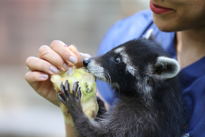 Antalya Doğal Yaşam Parkı'nda sıcaktan bunalan hayvanlara buzlu meyve kokteyli