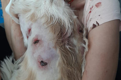 Bursa'da kangal dehşeti...O anlar kamerada