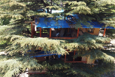 Sedir ağacına 'masal diyarı' evi yaptılar