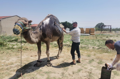 Buldan’da şampiyon deve yaz bakımına alındı