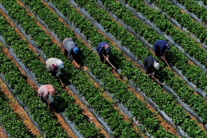 Çiftçilere 5,5 milyar lira destek ödemesi bugün yapılacak