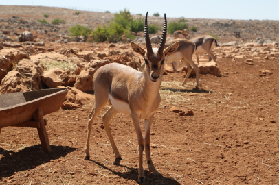Hatay’da nesli tehlike altındaki dağ ceylanlarının korunmasına tam destek