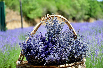 Lavanta kokulu Karaisalı'da doğa ve turizm iç içe