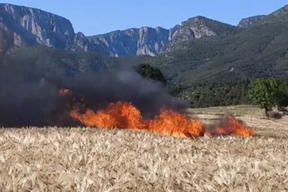 Samsun Vezirköprü’de tarla yangını: 61 dönüm alan kül oldu