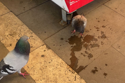 Atatürk Parkı’nda güvercini sıcak çarptı, yardımına vatandaşlar koştu