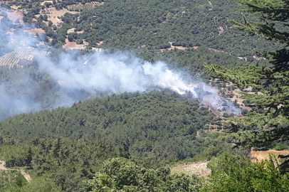 Adana Kozan'da orman yangını kontrol altına alındı