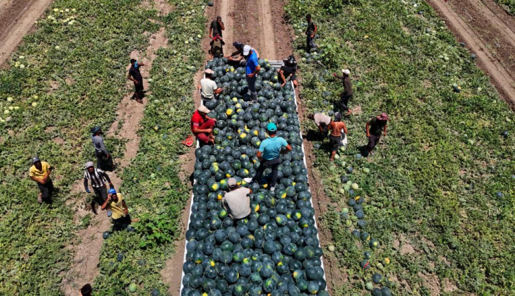Yüreğir Ziraat Odası Başkanı Mehmet Akın Doğan