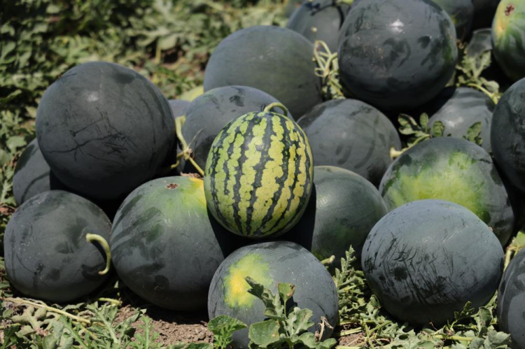 Yüreğir Ziraat Odası Başkanı Mehmet Akın Doğan