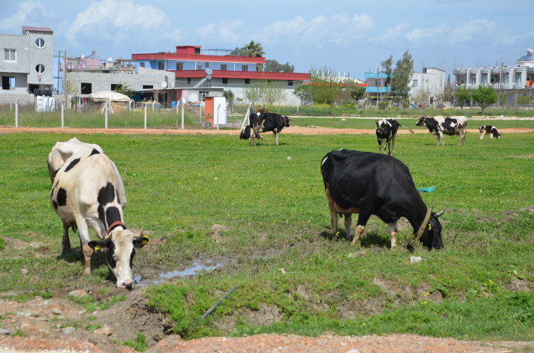 Kırım Kongo Kanamalı Ateşi 